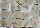 Lot: Small Metasequoia (Dawn Redwood) Fossils - Pieces #78073-1